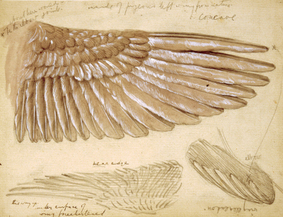 Wing Studies